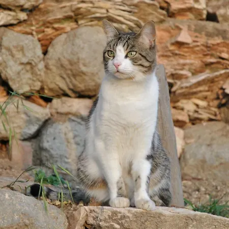 לינה וארוחת בוקר I Grilli Baone