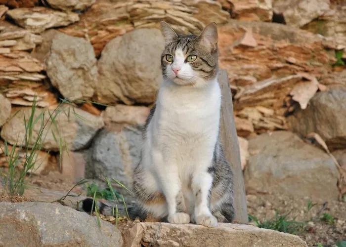 Panzió I Grilli Baone